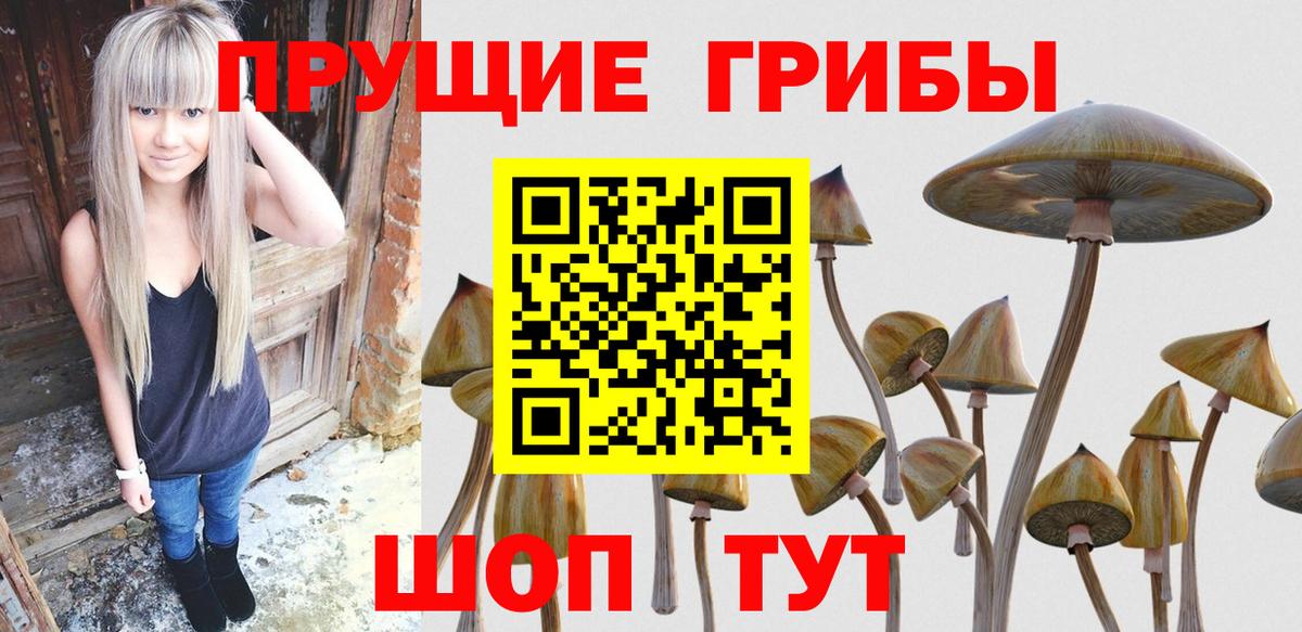 Псилоцибиновые грибы Psilocybine cubensis Кстово